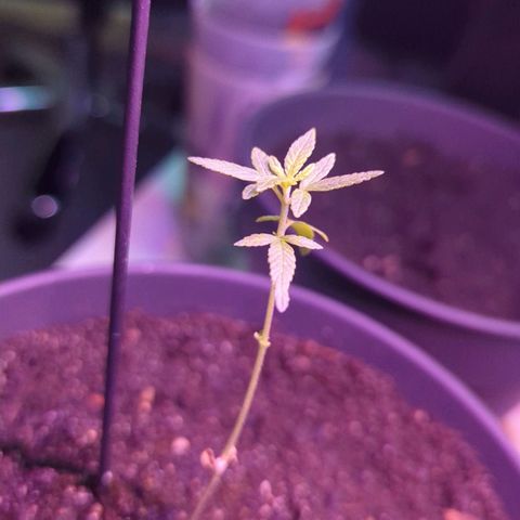 Bob growlog timeline photo