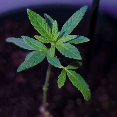 Bob growlog timeline photo