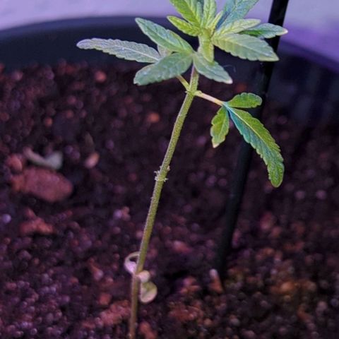 Bob growlog timeline photo