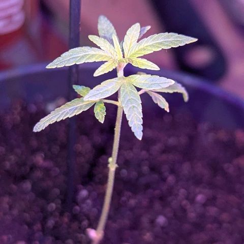 Bob growlog timeline photo
