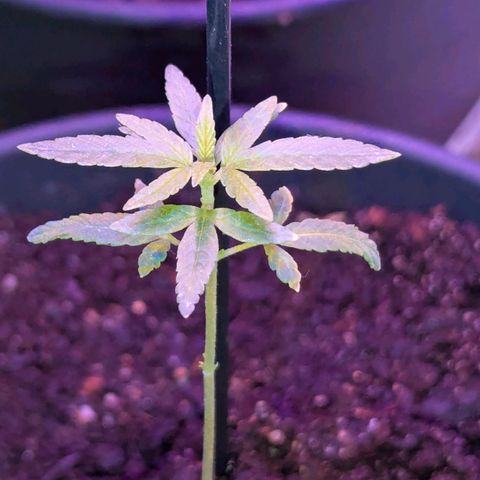Bob growlog timeline photo