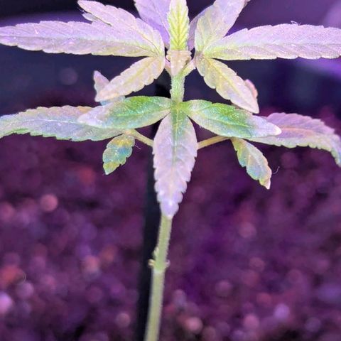 Bob growlog timeline photo