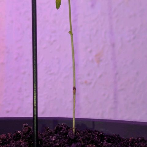 Bob growlog timeline photo