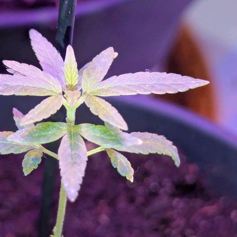 Bob growlog timeline photo
