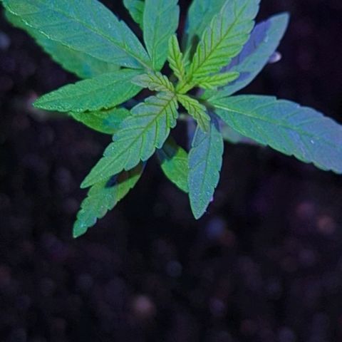 Bob growlog timeline photo