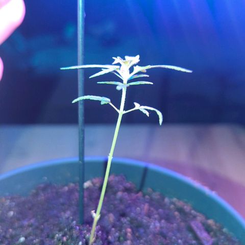 Bob growlog timeline photo