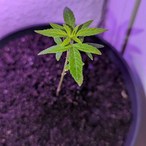 Bob growlog timeline photo