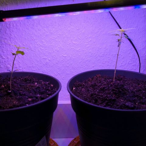 Bob growlog timeline photo