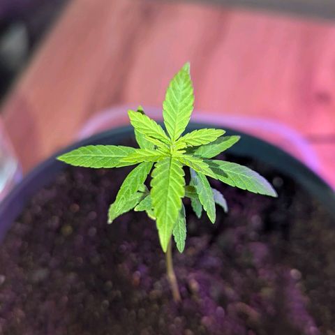 Bob growlog timeline photo
