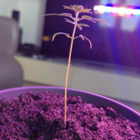 Bob growlog timeline photo