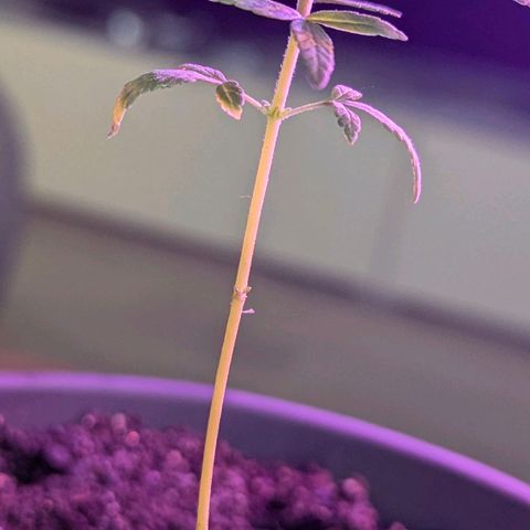 Bob growlog timeline photo