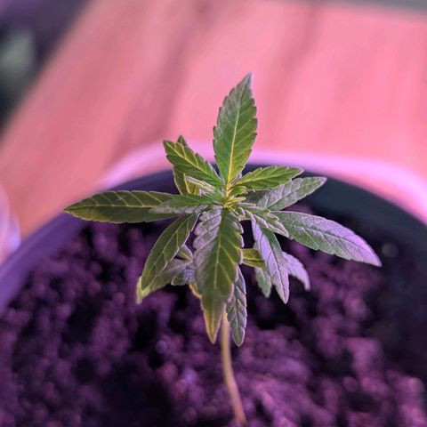 Bob growlog timeline photo