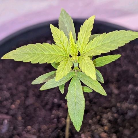 Bob growlog timeline photo