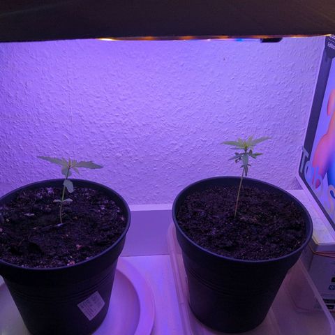 Bob growlog timeline photo