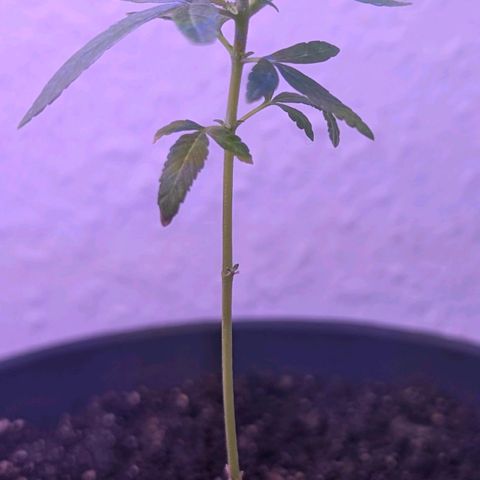 Bob growlog timeline photo