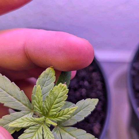 Bob growlog timeline photo
