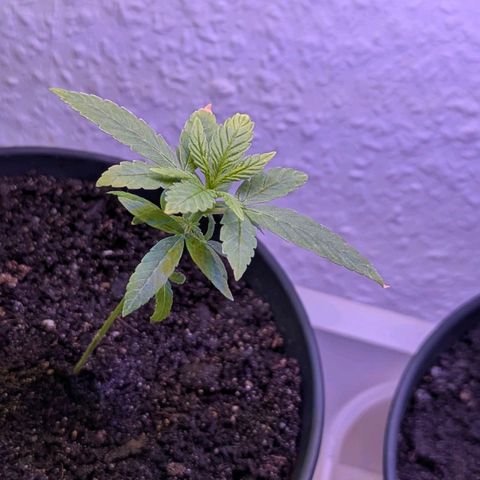 Bob growlog timeline photo