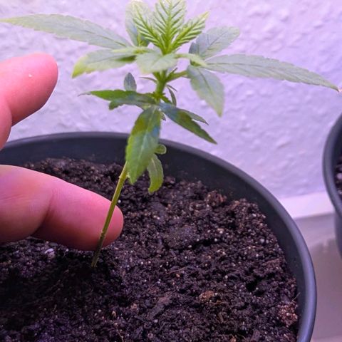 Bob growlog timeline photo