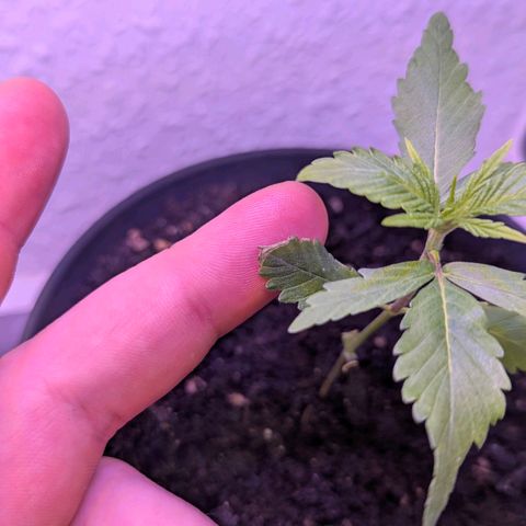 Bob growlog timeline photo