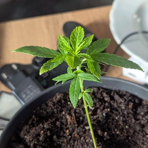 Bob growlog timeline photo