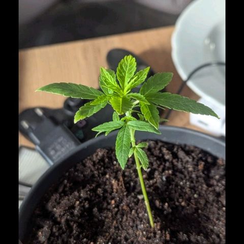 Bob growlog timeline photo