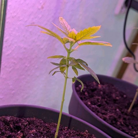 Bob growlog timeline photo