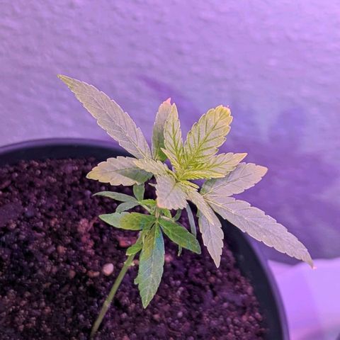 Bob growlog timeline photo