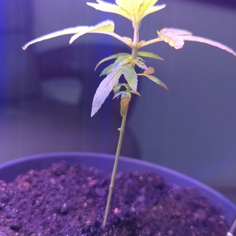 Bob growlog timeline photo