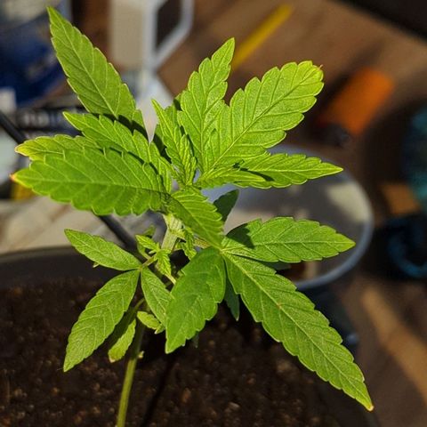 Bob growlog timeline photo
