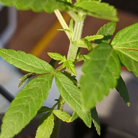 Bob growlog timeline photo