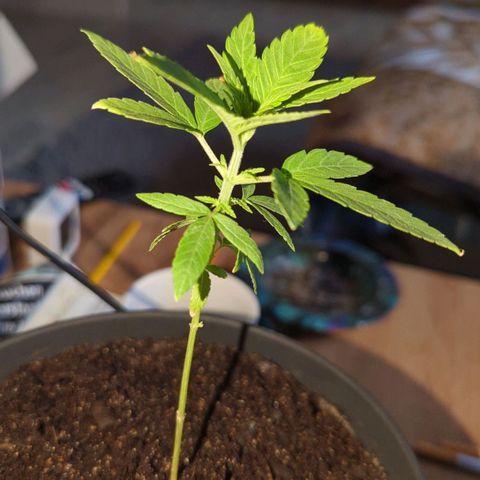 Bob growlog timeline photo