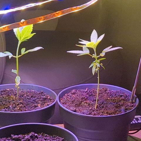Bob growlog timeline photo