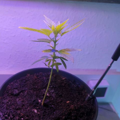 Bob growlog timeline photo