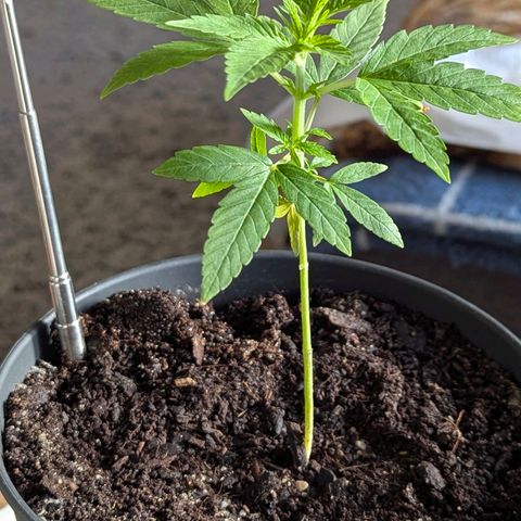 Bob growlog timeline photo