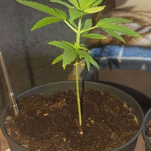 Bob growlog timeline photo