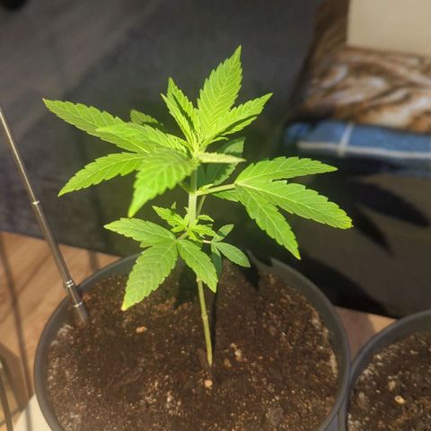 Bob growlog timeline photo