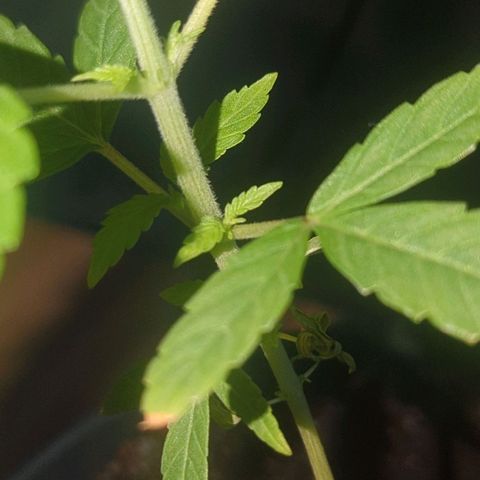 Bob growlog timeline photo
