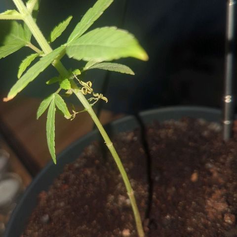 Bob growlog timeline photo