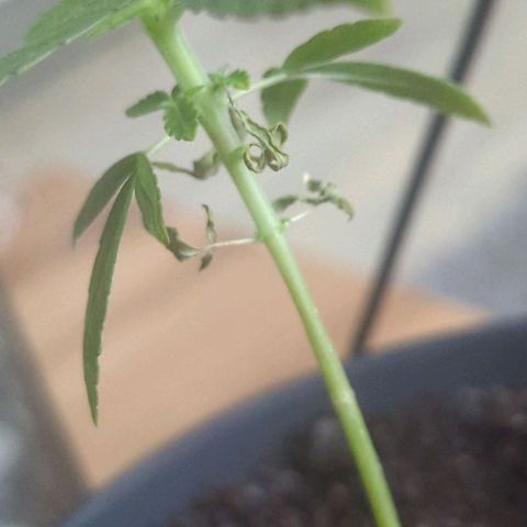 Bob growlog timeline photo