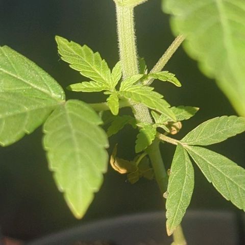 Bob growlog timeline photo