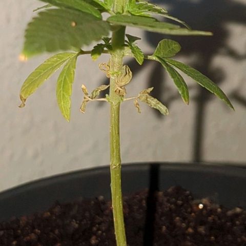 Bob growlog timeline photo