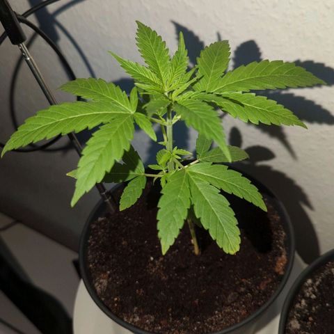 Bob growlog timeline photo