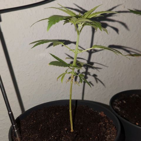 Bob growlog timeline photo