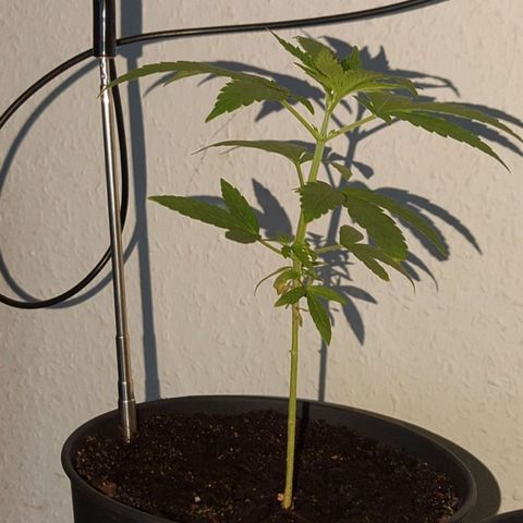 Bob growlog timeline photo