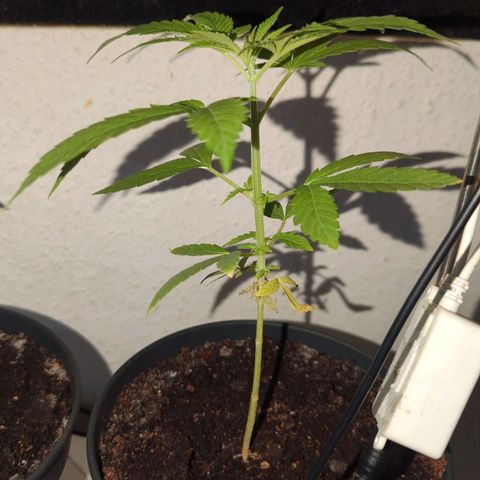 Bob growlog timeline photo