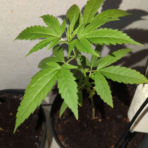 Bob growlog timeline photo