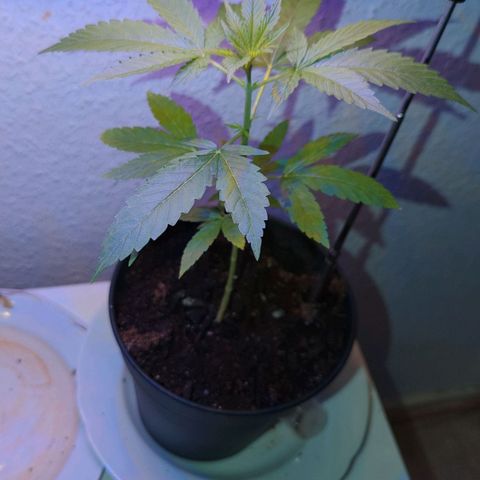 Bob growlog timeline photo