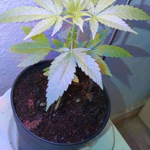 Bob growlog timeline photo
