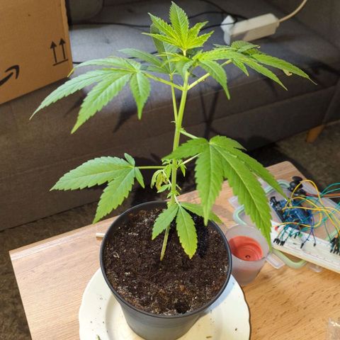 Bob growlog timeline photo