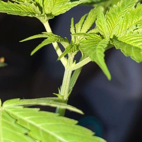 Bob growlog timeline photo